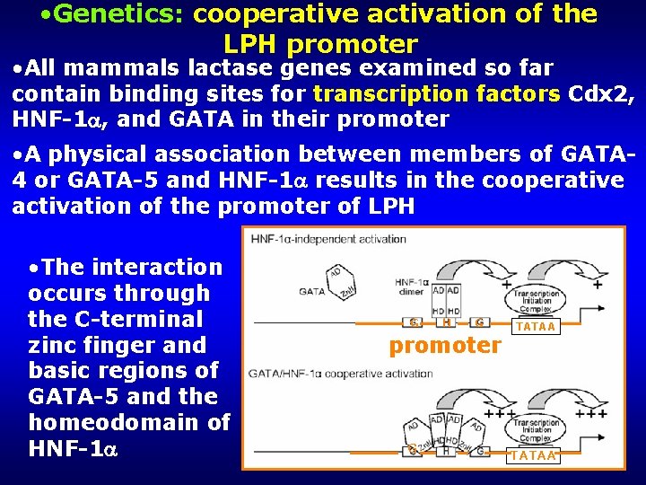  • Genetics: cooperative activation of the LPH promoter • All mammals lactase genes