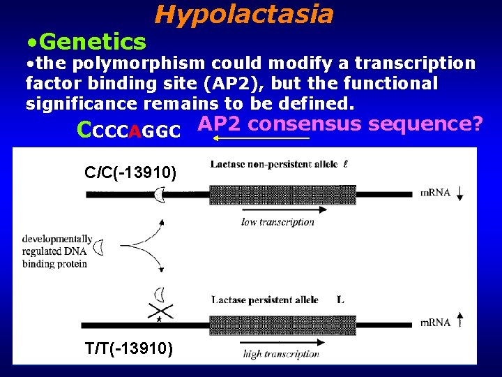  • Genetics Hypolactasia • the polymorphism could modify a transcription factor binding site