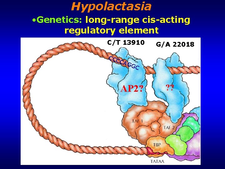 Hypolactasia • Genetics: long-range cis-acting regulatory element C/T 13910 CCC C G/A 22018 AGG