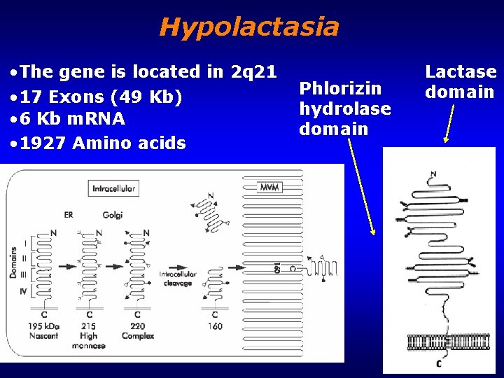 Hypolactasia • The gene is located in 2 q 21 • 17 Exons (49