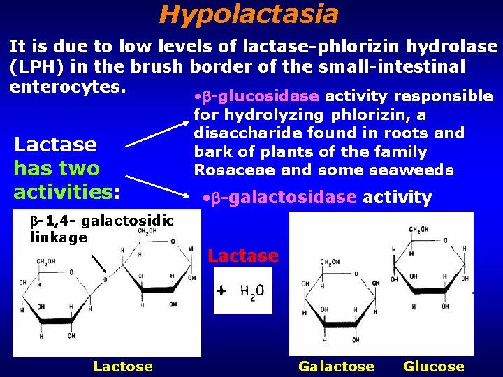 Hypolactasia It is due to low levels of lactase-phlorizin hydrolase (LPH) in the brush