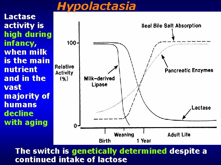 Lactase activity is high during infancy, when milk is the main nutrient and in