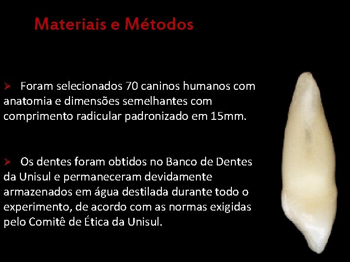 Materiais e Métodos Ø Foram selecionados 70 caninos humanos com anatomia e dimensões semelhantes