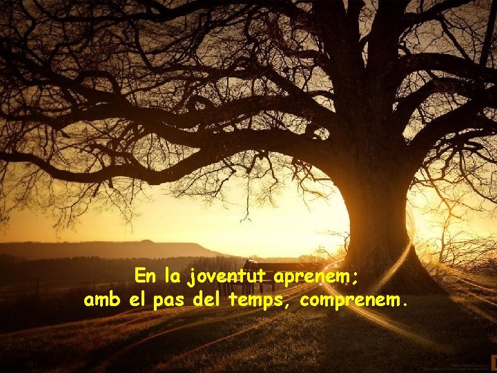 En la joventut aprenem; amb el pas del temps, comprenem. 