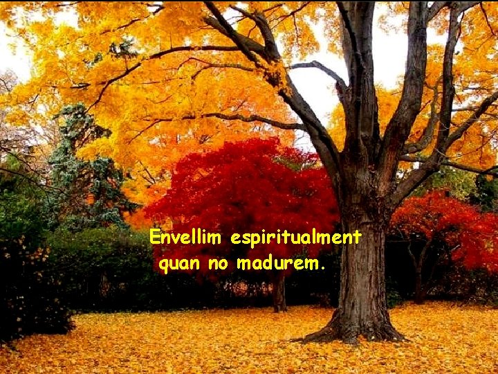 Envellim espiritualment quan no madurem. 