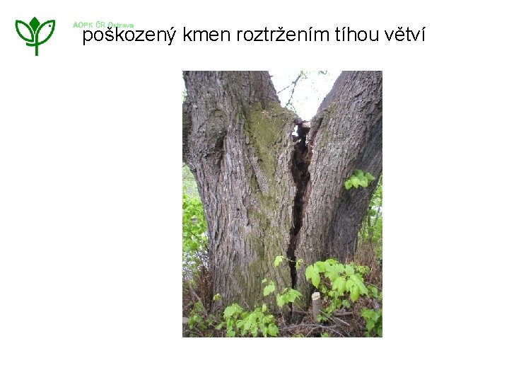 AOPK ČR Ostrava poškozený kmen roztržením tíhou větví 