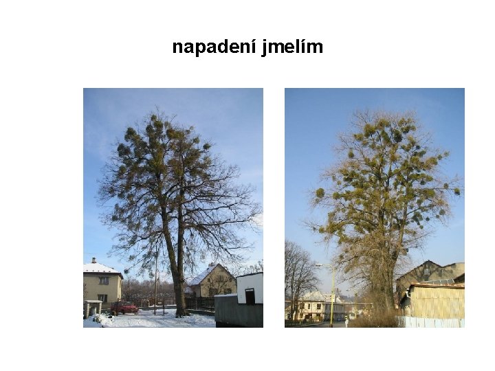 napadení jmelím 