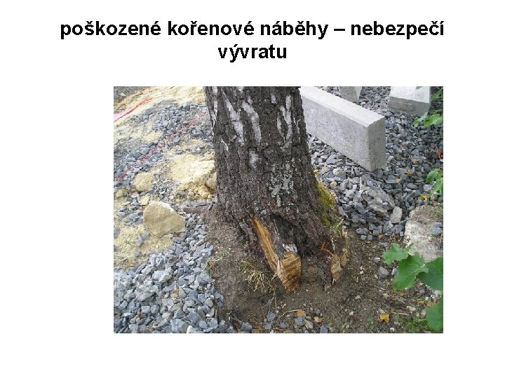 poškozené kořenové náběhy – nebezpečí vývratu 