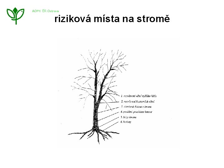 AOPK ČR Ostrava riziková místa na stromě 