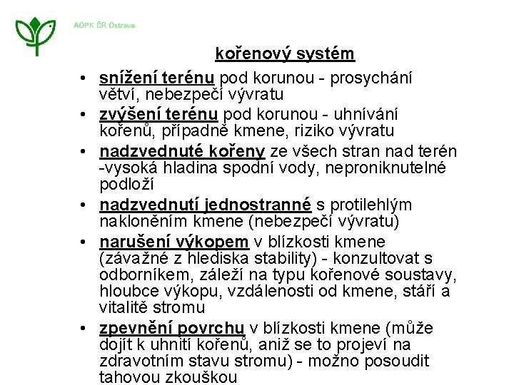 AOPK ČR Ostrava • • • kořenový systém snížení terénu pod korunou - prosychání