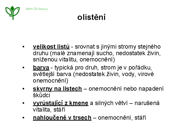 AOPK ČR Ostrava olistění • • • velikost listů - srovnat s jinými stromy