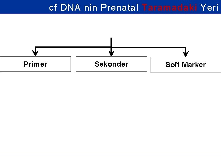 cf DNA nin Prenatal Taramadaki Yeri Primer Sekonder Soft Marker 