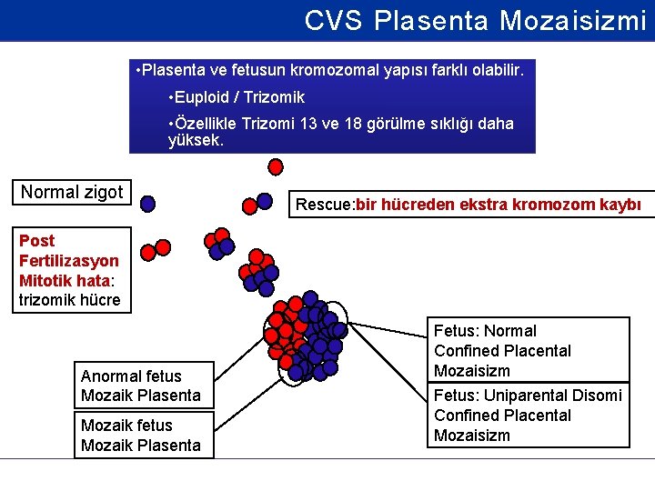 CVS Plasenta Mozaisizmi • Plasenta ve fetusun kromozomal yapısı farklı olabilir. • Euploid /