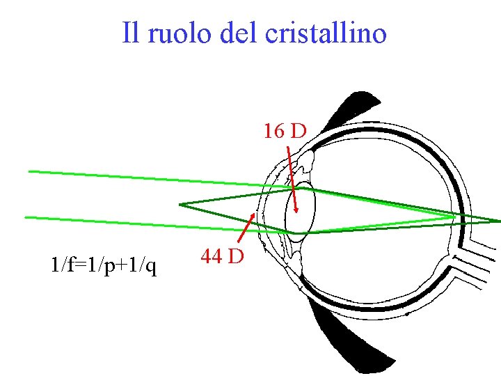 Il ruolo del cristallino 16 D 1/f=1/p+1/q 44 D 