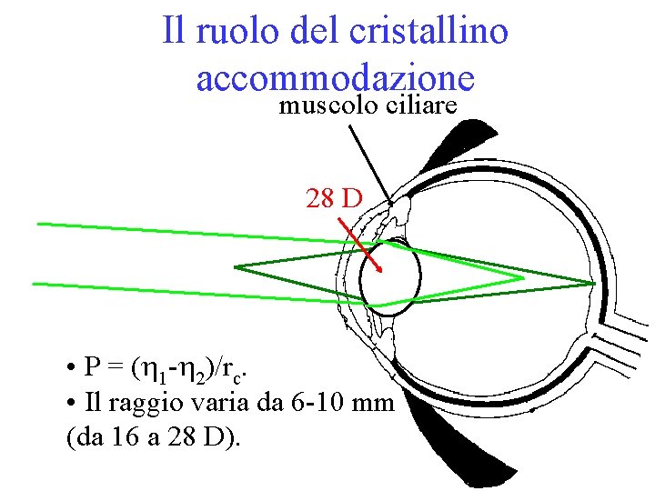 Il ruolo del cristallino accommodazione muscolo ciliare 28 D • P = ( 1