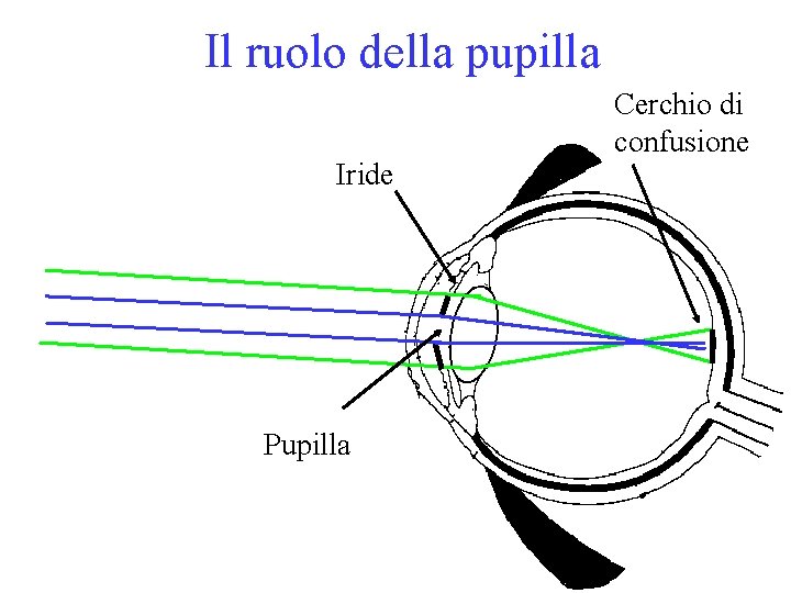 Il ruolo della pupilla Iride Pupilla Cerchio di confusione 