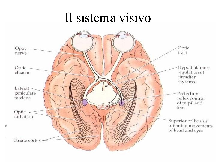 Il sistema visivo 