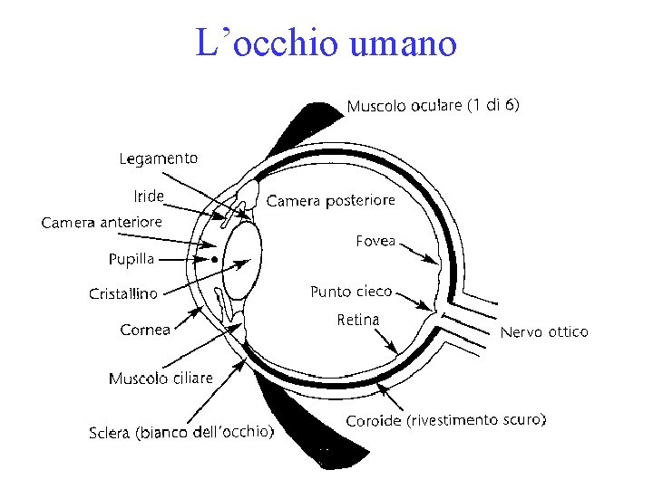 L’occhio umano 
