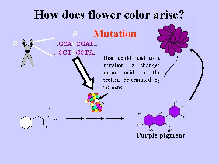 How does flower color arise? p P p Mutation P. . . GGATCGAT…. .