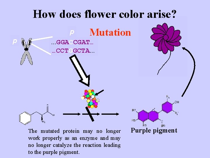 How does flower color arise? p P p Mutation P. . . GGATCGAT…. .