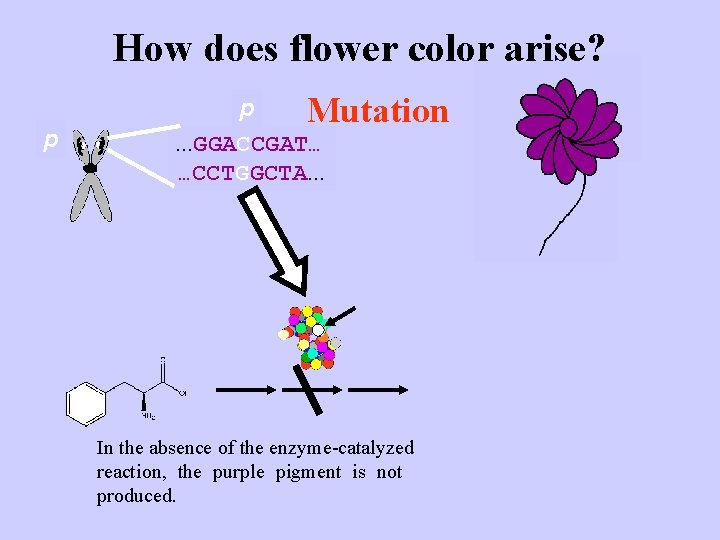 How does flower color arise? p P p Mutation P. . . GGATCGAT…. .