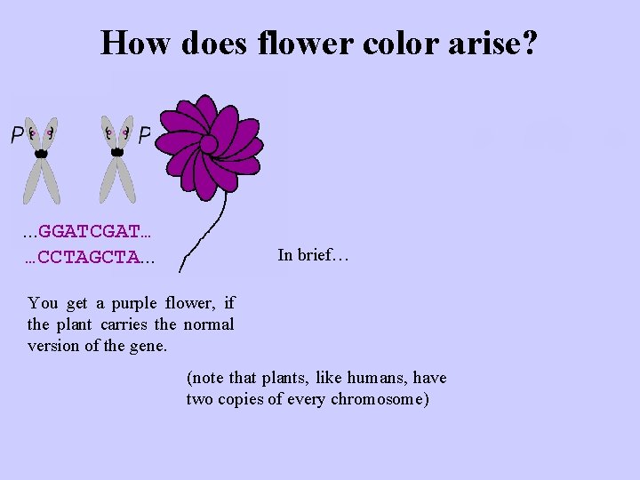 How does flower color arise? . . . GGATCGAT… …CCTAGCTA. . . In brief…