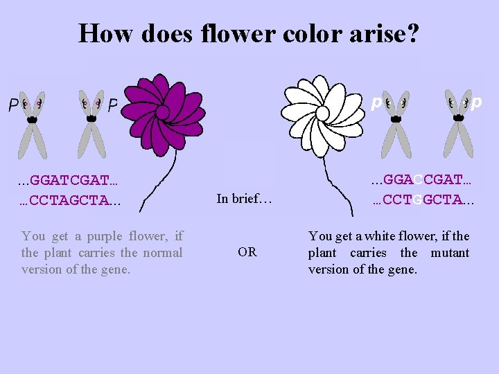 How does flower color arise? p . . . GGATCGAT… …CCTAGCTA. . . You