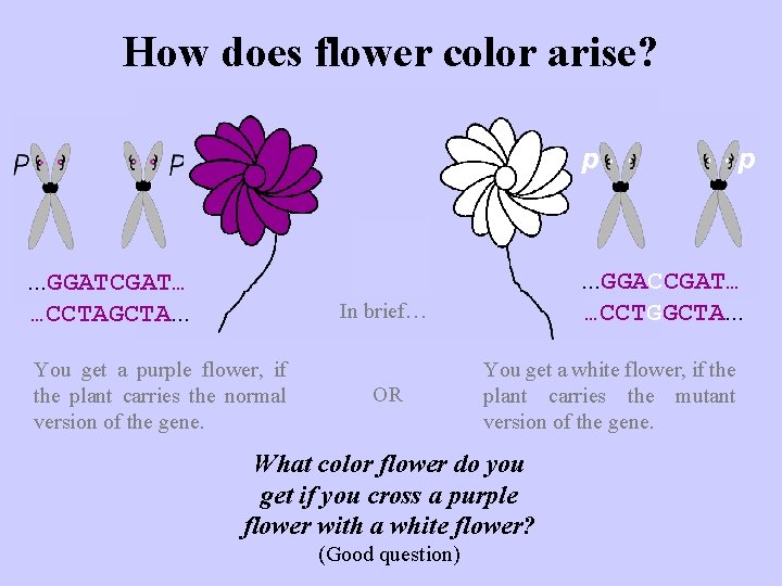 How does flower color arise? p . . . GGATCGAT… …CCTAGCTA. . . GGACCGAT…