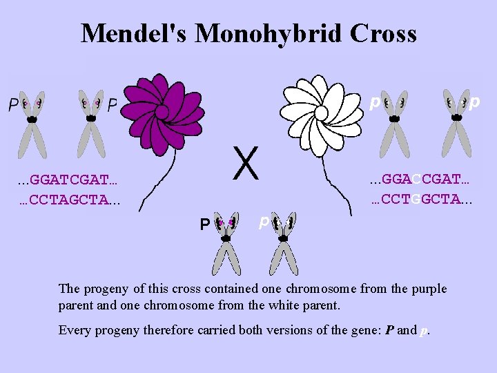 Mendel's Monohybrid Cross p p . . . GGACCGAT… …CCTGGCTA. . . GGATCGAT… …CCTAGCTA.