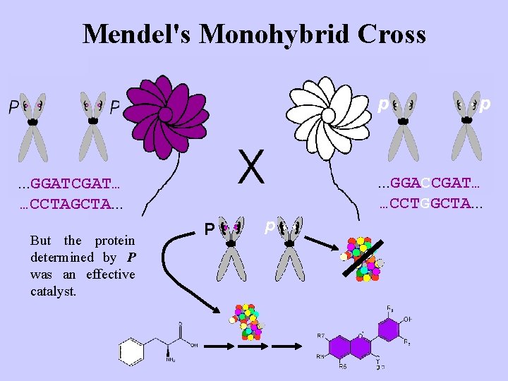 Mendel's Monohybrid Cross p . . . GGACCGAT… …CCTGGCTA. . . GGATCGAT… …CCTAGCTA. .