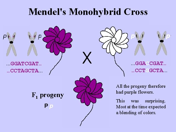 Mendel's Monohybrid Cross p p . . . GGACCGAT… …CCTGGCTA. . . GGATCGAT… …CCTAGCTA.