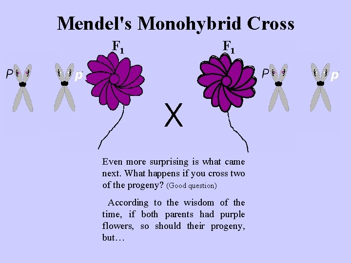 Mendel's Monohybrid Cross F 1 p p Even more surprising is what came next.