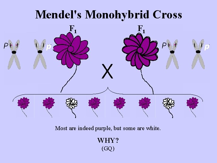 Mendel's Monohybrid Cross F 1 p p Most are indeed purple, but some are