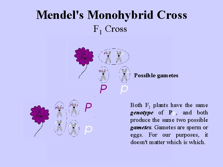 Mendel's Monohybrid Cross F 1 Cross Possible gametes Both F 1 plants have the