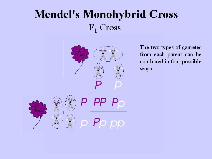 Mendel's Monohybrid Cross F 1 Cross The two types of gametes from each parent