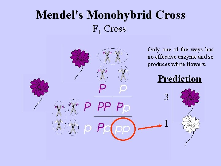 Mendel's Monohybrid Cross F 1 Cross Only one of the ways has no effective