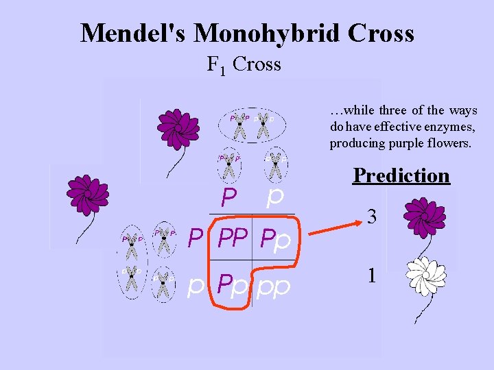 Mendel's Monohybrid Cross F 1 Cross …while three of the ways do have effective