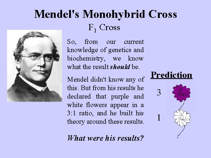 Mendel's Monohybrid Cross F 1 Cross So, from our current knowledge of genetics and