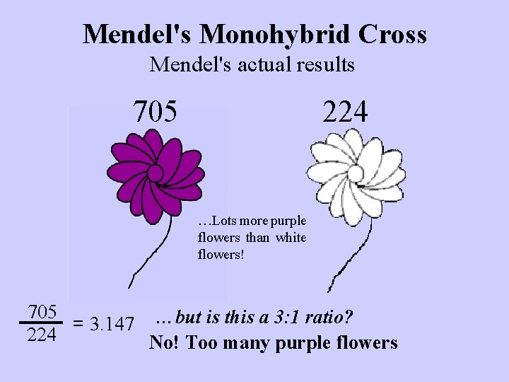 Mendel's Monohybrid Cross Mendel's actual results 705 224 …Lots more purple flowers than white