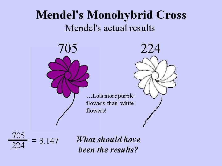 Mendel's Monohybrid Cross Mendel's actual results 705 224 …Lots more purple flowers than white