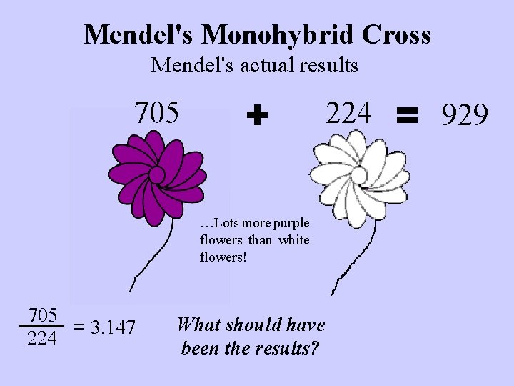 Mendel's Monohybrid Cross Mendel's actual results 705 + …Lots more purple flowers than white