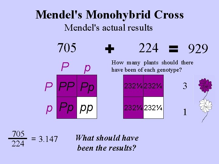 Mendel's Monohybrid Cross Mendel's actual results + 705 P p 224 = 929 How