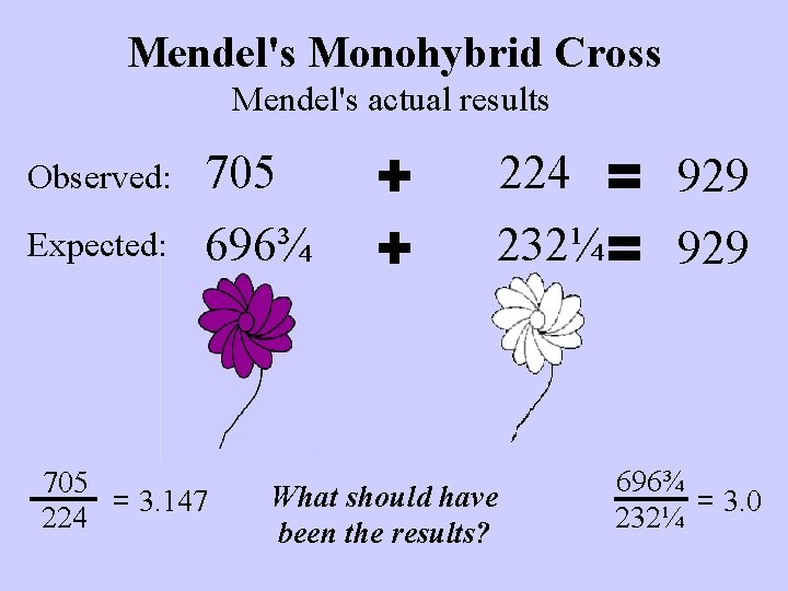 Mendel's Monohybrid Cross Mendel's actual results Observed: Expected: 705 696¾ 705 = 3. 147