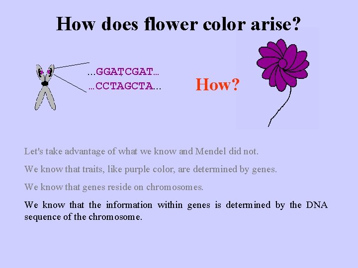 How does flower color arise? . . . GGATCGAT… …CCTAGCTA. . . How? Let's