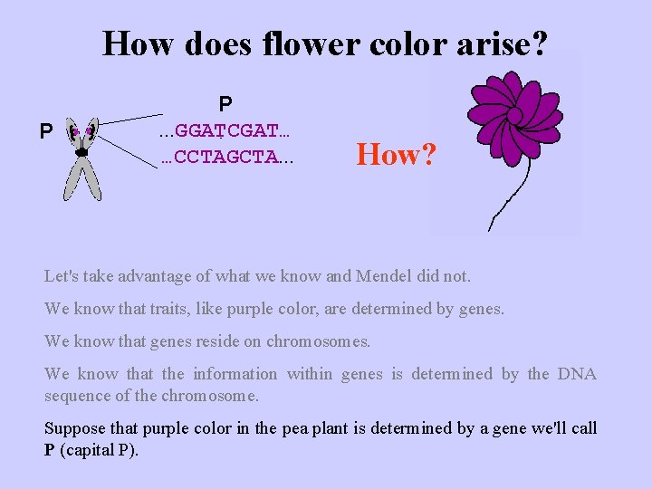 How does flower color arise? P P. . . GGATCGAT… …CCTAGCTA. . . How?
