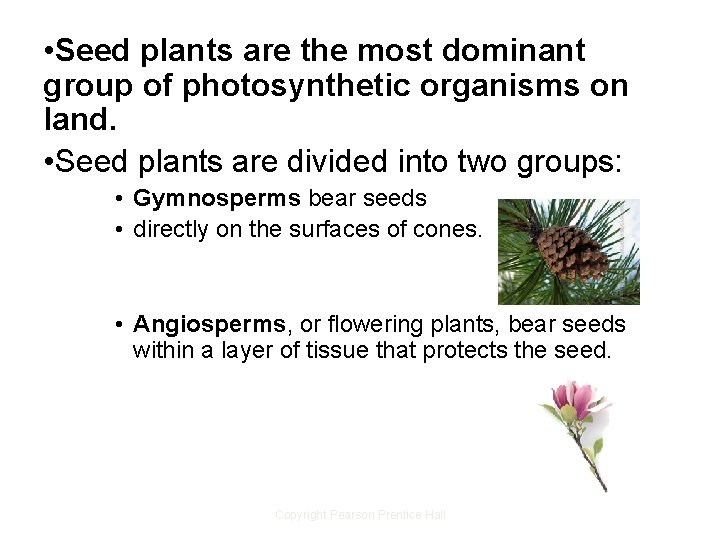 • Seed plants are the most dominant group of photosynthetic organisms on land. • Seed plants are the most dominant group of photosynthetic organisms on land.
