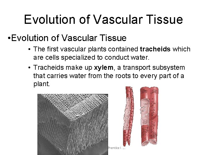 Evolution of Vascular Tissue • The first vascular plants contained tracheids which are cells Evolution of Vascular Tissue • The first vascular plants contained tracheids which are cells