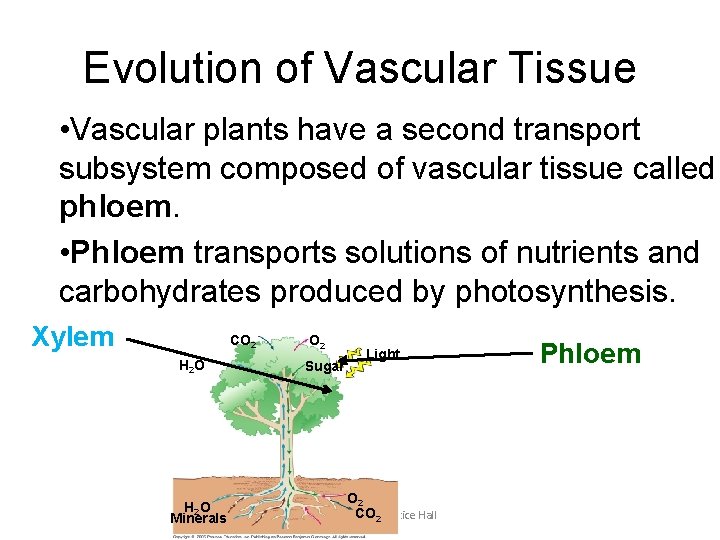 Evolution of Vascular Tissue • Vascular plants have a second transport subsystem composed of Evolution of Vascular Tissue • Vascular plants have a second transport subsystem composed of