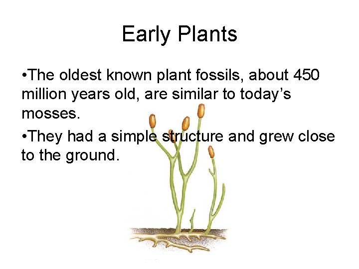 Early Plants • The oldest known plant fossils, about 450 million years old, are Early Plants • The oldest known plant fossils, about 450 million years old, are