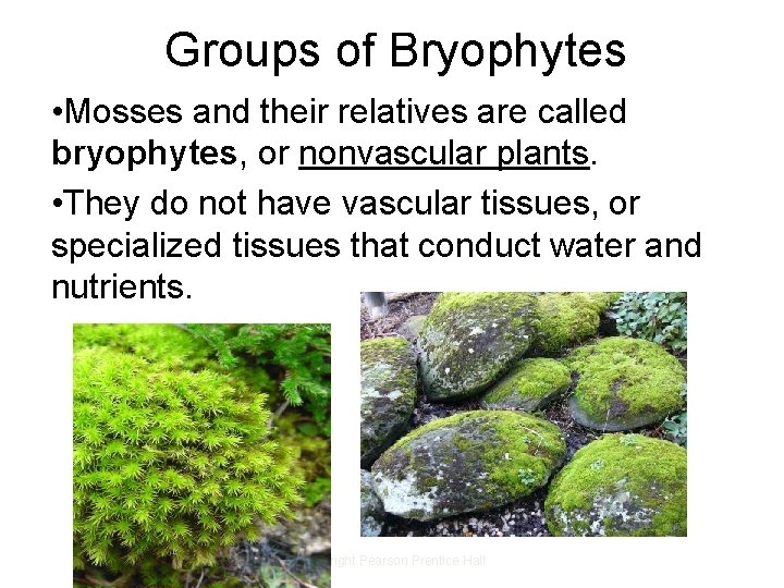 Groups of Bryophytes • Mosses and their relatives are called bryophytes, or nonvascular plants. Groups of Bryophytes • Mosses and their relatives are called bryophytes, or nonvascular plants.